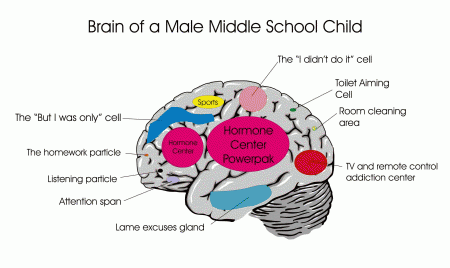 middle-school-brain